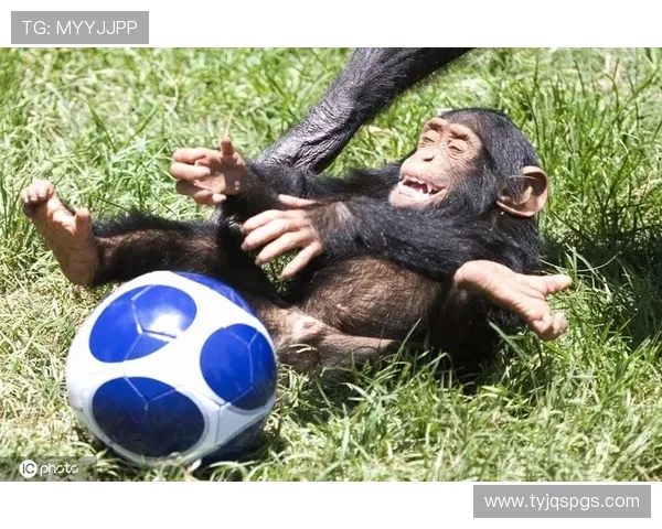 动物界的足球明星们如何在绿茵场上展现他们的独特魅力与才华